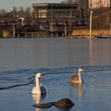 Swans at Elintarhanlahti bay