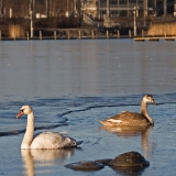 Swans at Elintarhanlahti bay