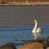 A swan at Elintarhanlahti bay