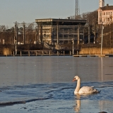 A swan at Elintarhanlahti bay