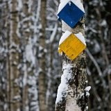 Route marks on a birch