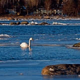 A mute swan (Cygnus olor) at the icy Lnsilahti bay