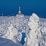 Snow packed trees