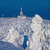 Snow packed trees