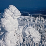 Packed snow on trees at Ruka