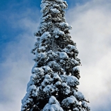 A snowy fir