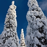 Snowy firs