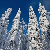 Snowy firs