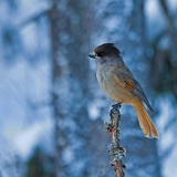 Siberian Jay (Perisoreus infaustus)