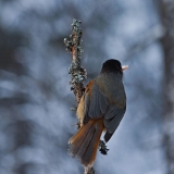 Siberian Jay (Perisoreus infaustus)