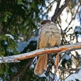 Siberian Jay (Perisoreus infaustus)