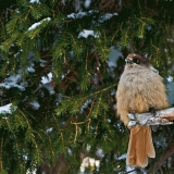 Siberian Jay (Perisoreus infaustus)