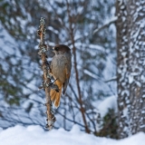 Siberian Jay (Perisoreus infaustus)