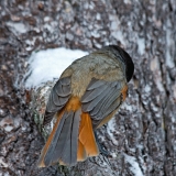 Siberian Jay (Perisoreus infaustus)