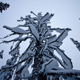 Snowy trees