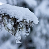 Beard moss on a snowy branch