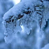 Beard moss on a snowy branch