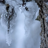 Beard moss on a snowy branch