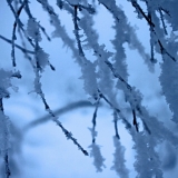 Snowy branches