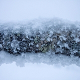 A fallen snowy birch