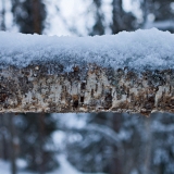 A fallen birch