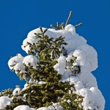 A snowy spruce