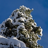 A snowy spruce