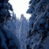 A snowy forest