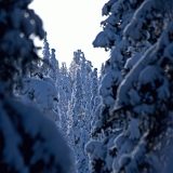 A snowy forest