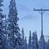 A snowy forest