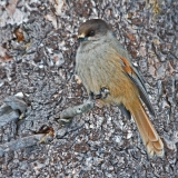 Siberian Jay (Perisoreus infaustus)