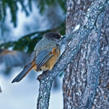 Siberian Jay (Perisoreus infaustus)