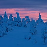 A snowy forest at sunset