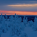 A snowy forest at sunset