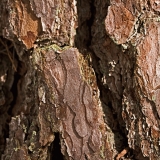 Pine bark