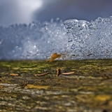 Close up on an icy tree trunk