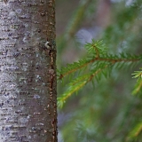 Two species of trees