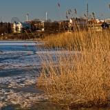 Rushes at the southern end of Tlnlahti bay, Linnunlaulu district villas in the background