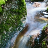 A creek in spring