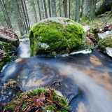 A creek in spring