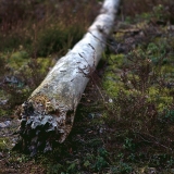 A fallen tree