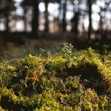 Mossy soil at Kallahdenniemi