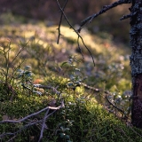 Mossy soil at Kallahdenniemi