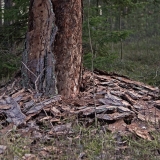 A pine has lost its bark