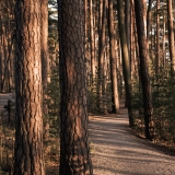 Pine trees on the Kallahdenharju esker