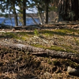 Soil at Kyynrnharju esker at Liesjrvi national park