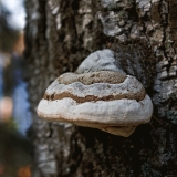 Tree fungus in a birch