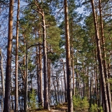 Esker scenery at Kyynrnharju