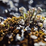 Cladonia lichen on a moss mat