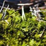 Pine needles on moss